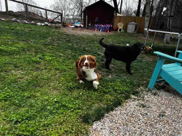 Miniature American Shepherd Puppies media 12