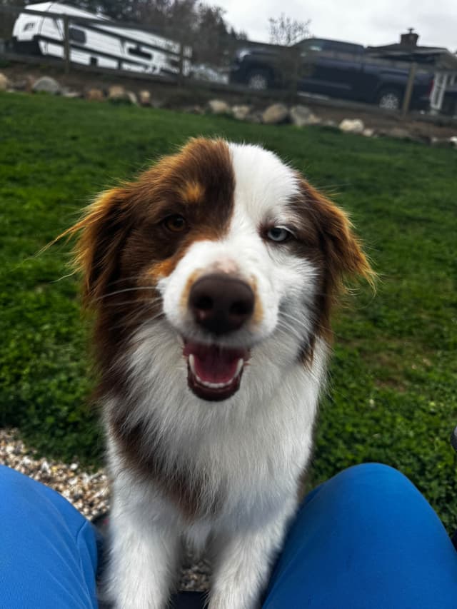 Miniature American Shepherd Puppies media 16