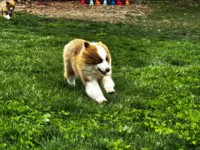 Miniature American Shepherd Puppies media 14