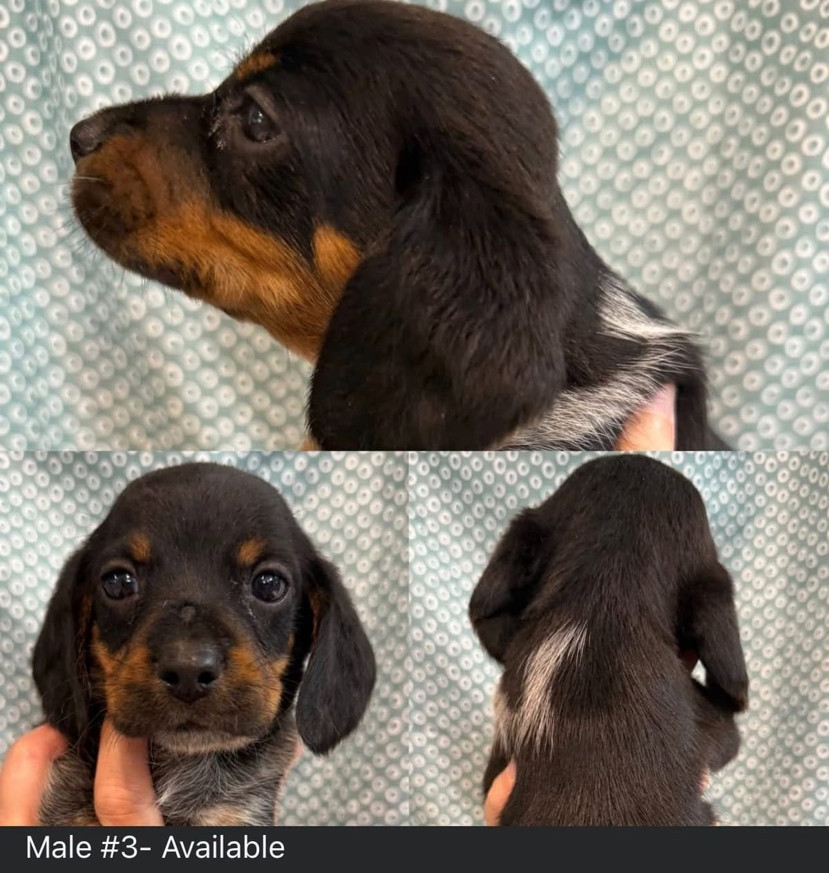 Beagle Puppies breeder image 2