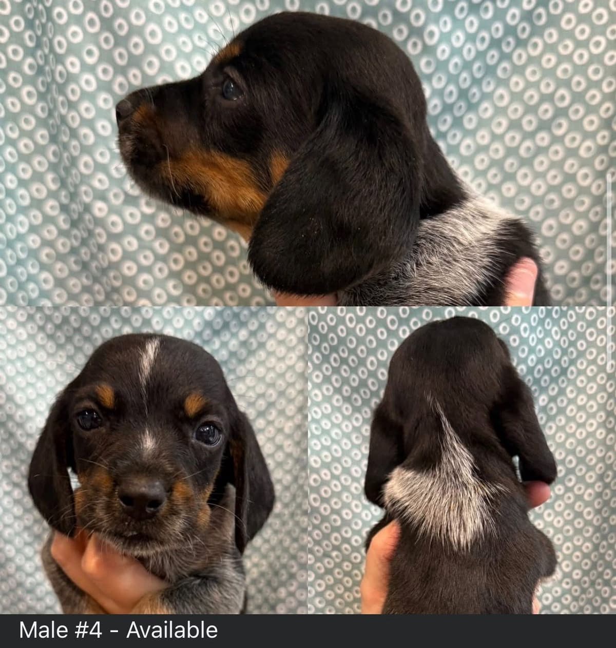 Beagle Puppies breeder image 3