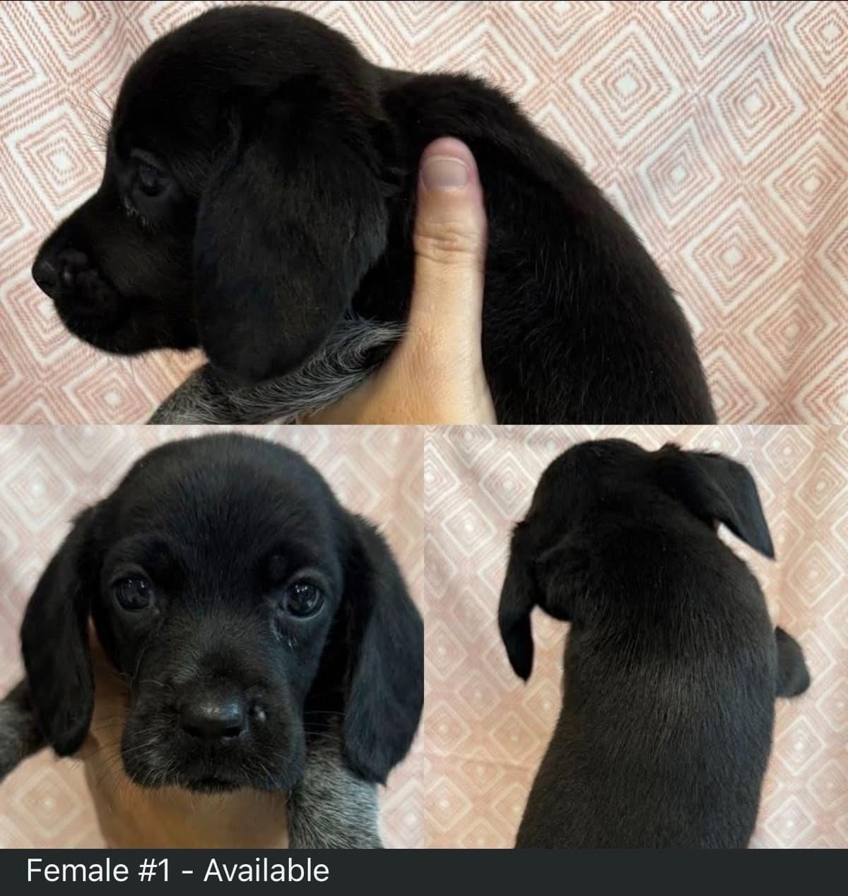 Beagle Puppies breeder image 4