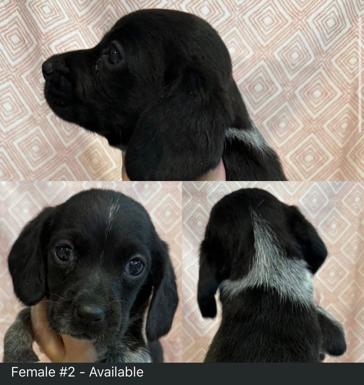 Beagle Puppies breeder image 5
