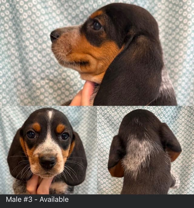 Beagle Puppies media 2