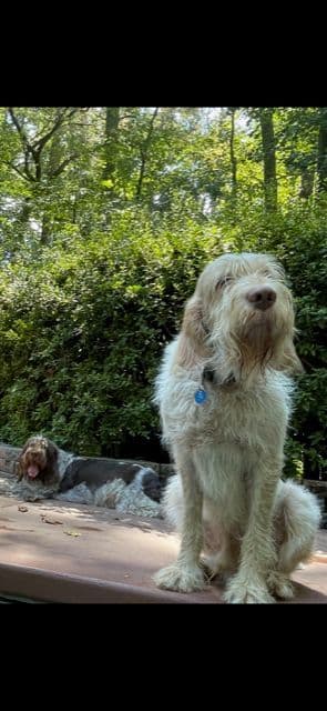 Spinone Italiano Puppies breeder image 1