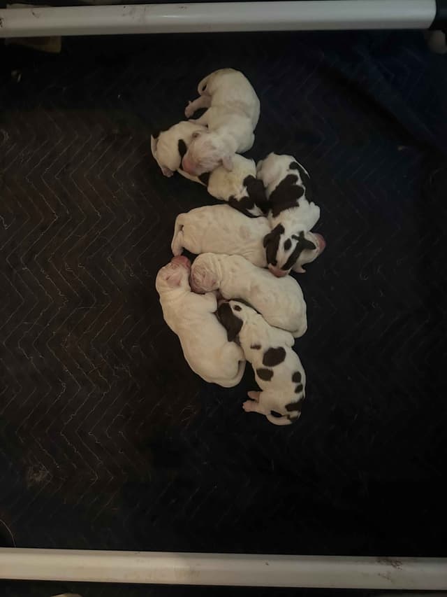 Spinone Italiano Puppies media 2