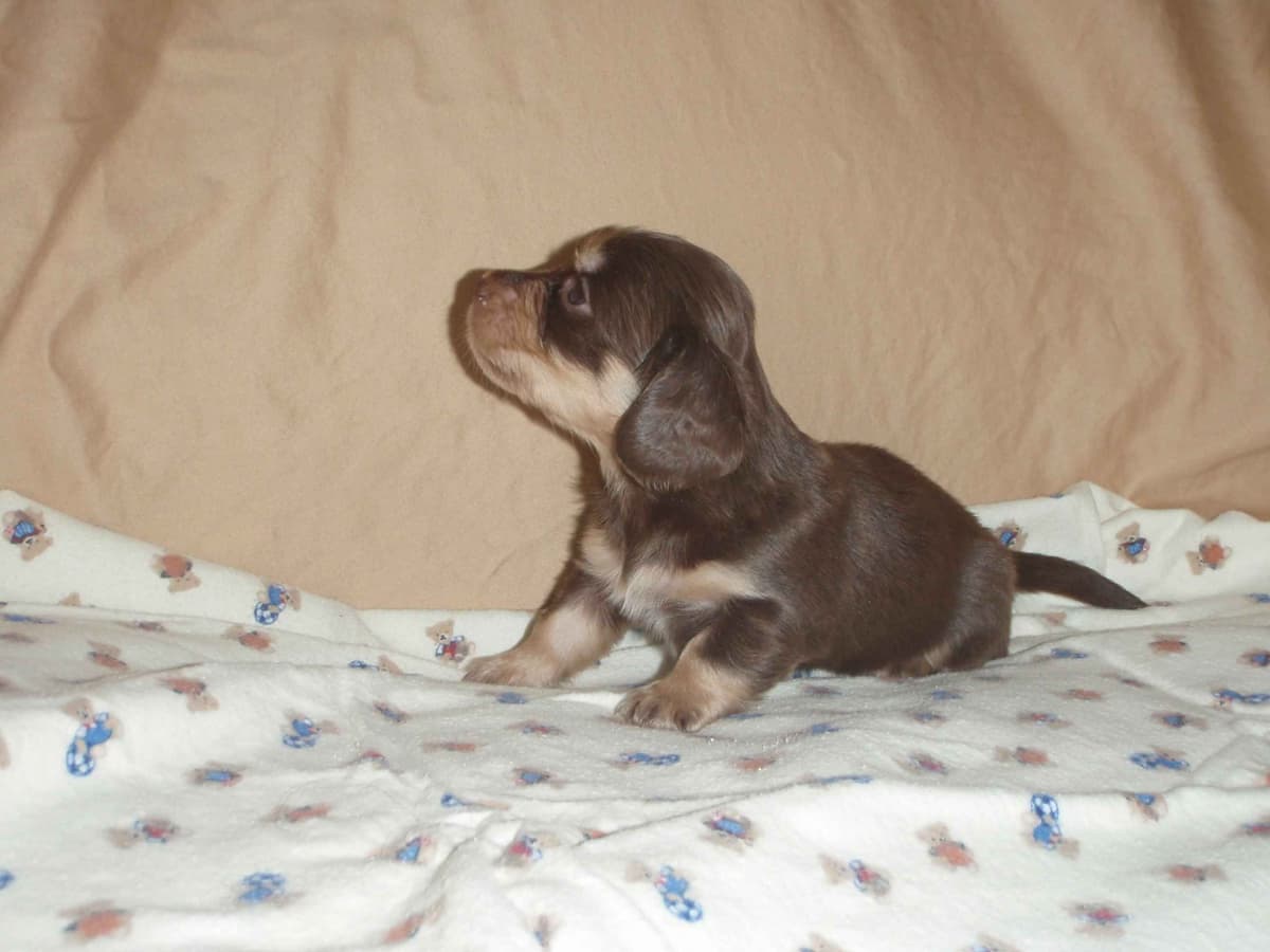 One cream female available breeder image 1