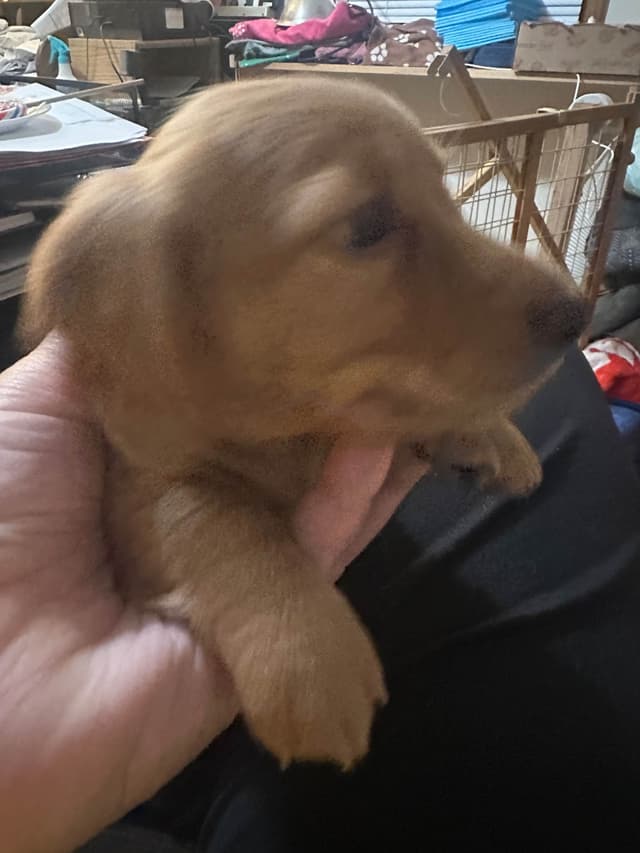 One cream female available media 2