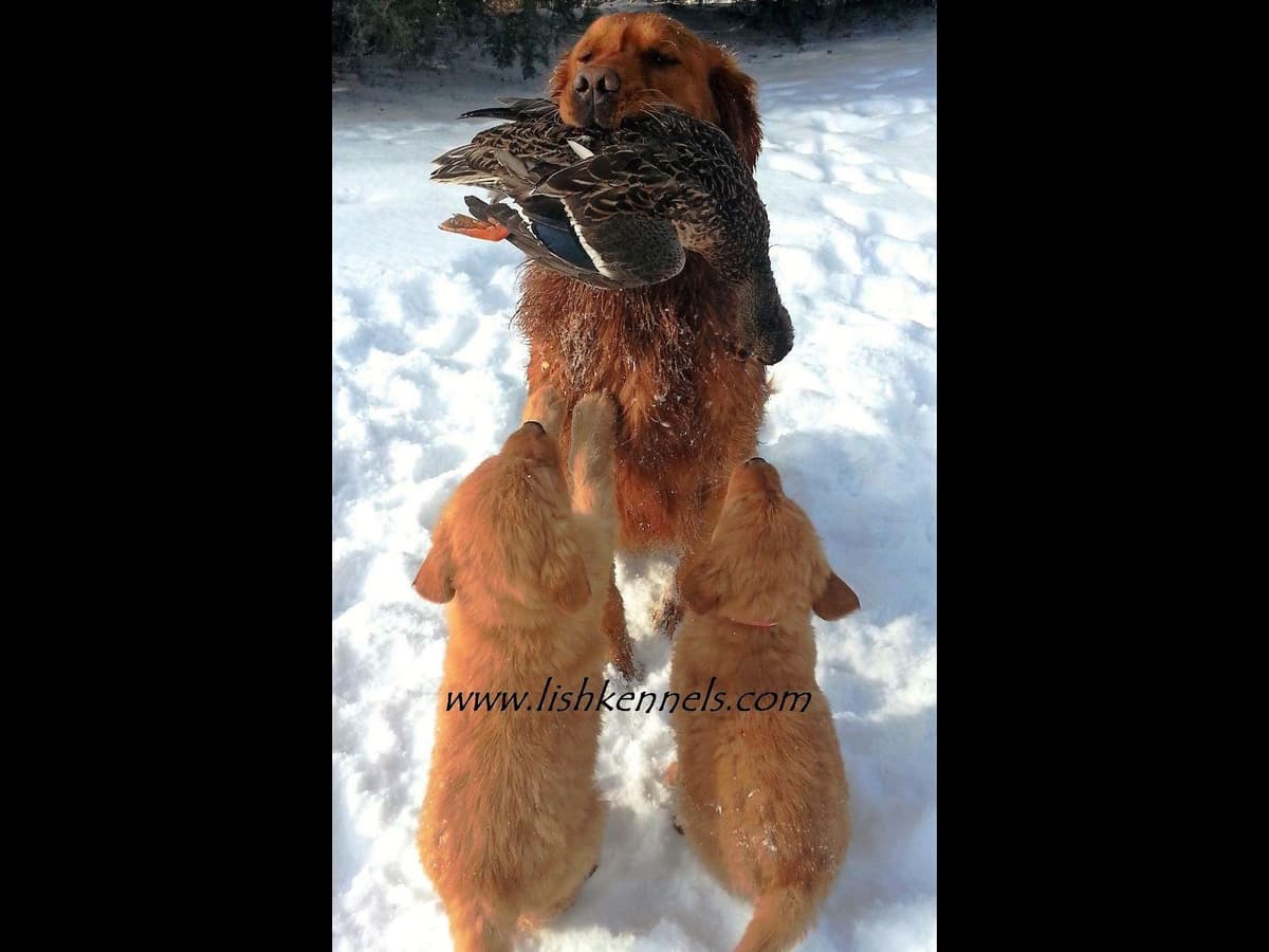 Golden Retriever Puppies breeder image 3