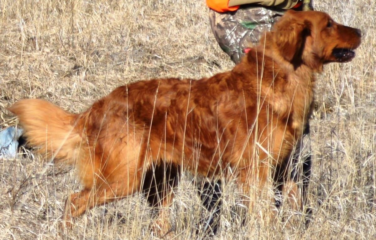 Golden Retriever Puppies breeder image 2