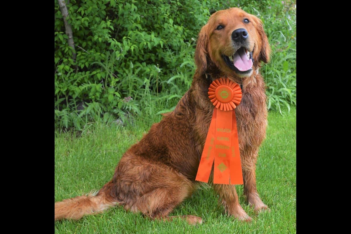 Golden Retriever Puppies breeder image 4
