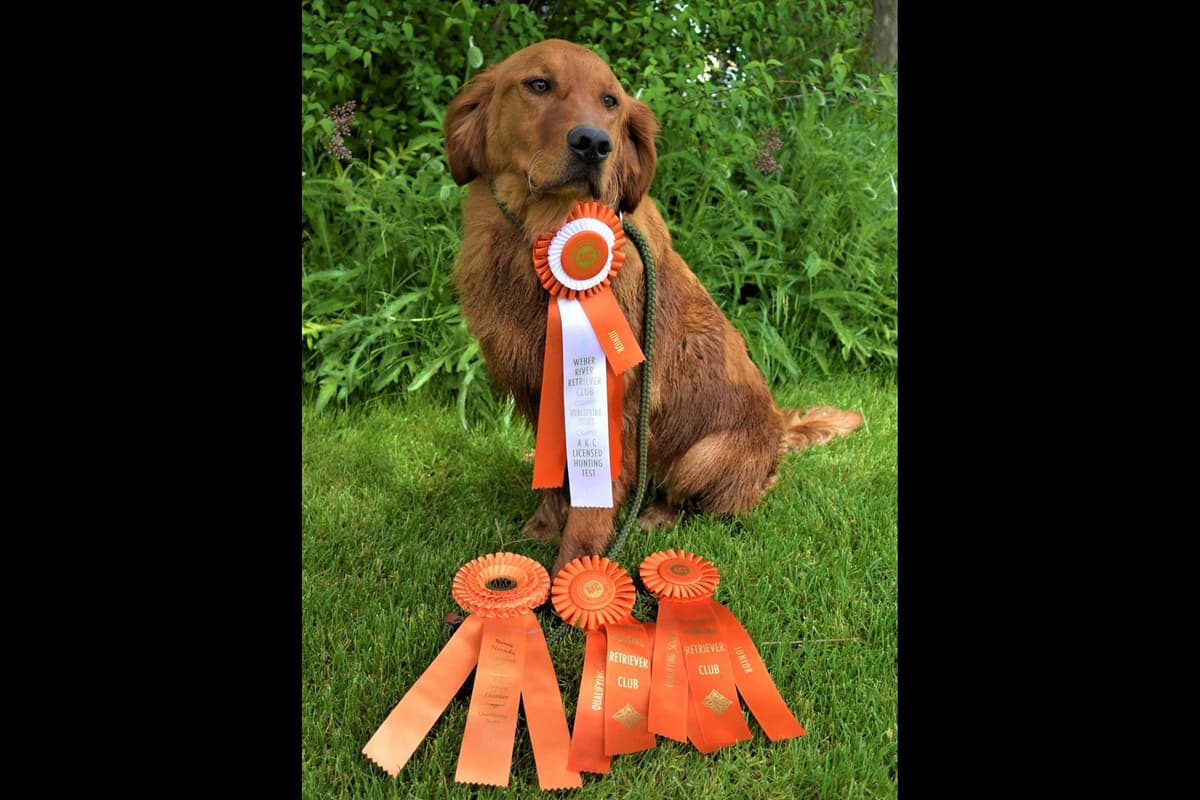 Golden Retriever Puppies breeder image 1