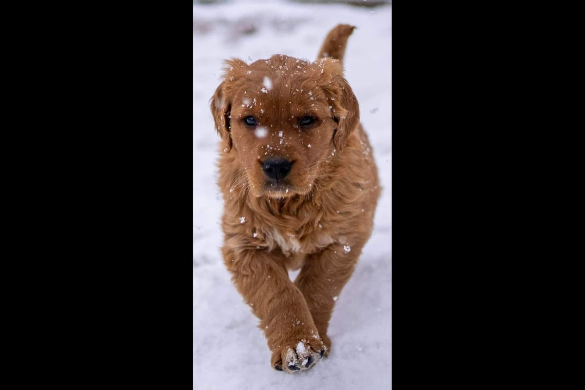 Golden Retriever Puppies breeder image 5