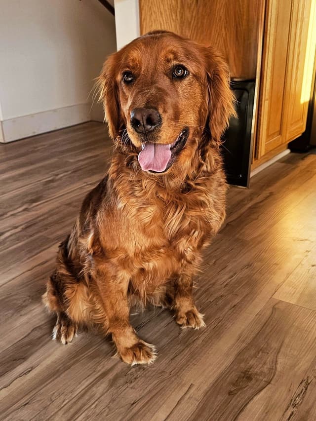 Golden Retriever Puppies media 2