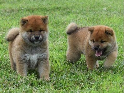 Shiba Inu Puppies breeder image 4