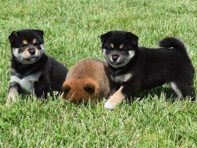 Shiba Inu Puppies breeder image 5