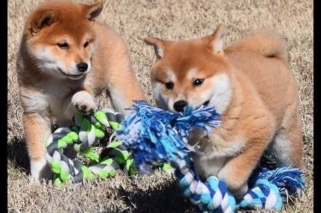 Shiba Inu Puppies breeder image 1