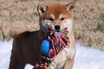 Shiba Inu Puppies breeder image 7