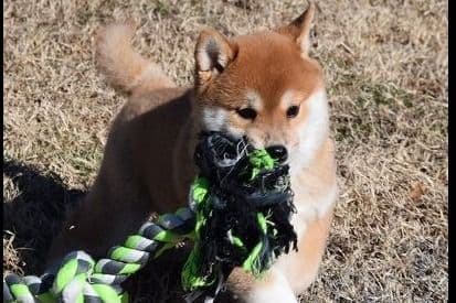 Shiba Inu Puppies breeder image 8