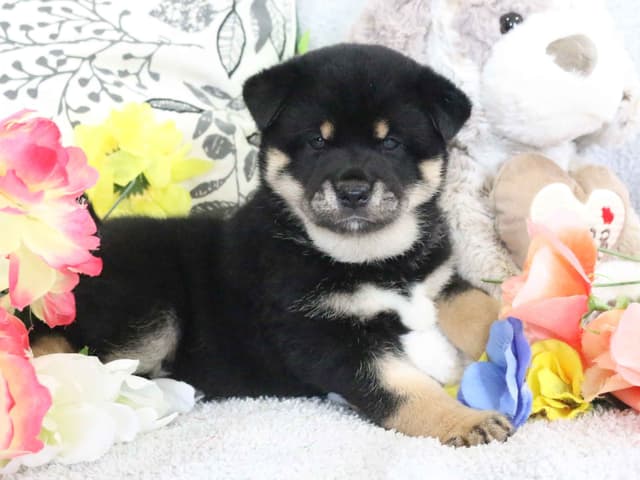 Shiba Inu Puppies media 2