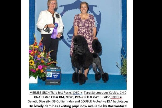 STANDARD POODLES - CHIC PARENTS breeder image 1