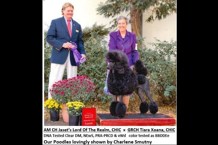 STANDARD POODLES - CHIC PARENTS breeder image 3