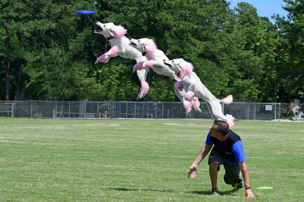 STANDARD POODLES - CHIC PARENTS breeder image 4