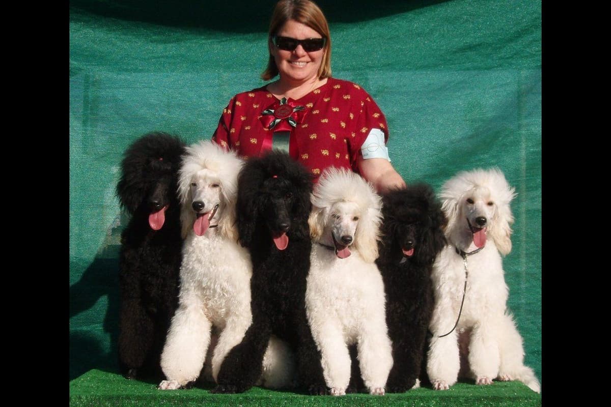 STANDARD POODLES - CHIC PARENTS breeder image 5