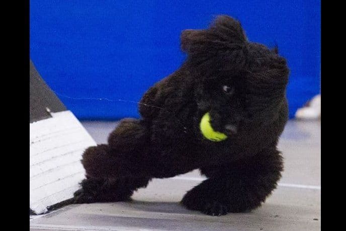 STANDARD POODLES - CHIC PARENTS breeder image 6