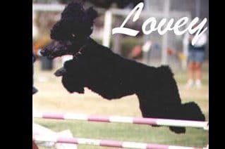STANDARD POODLES - CHIC PARENTS breeder image 7