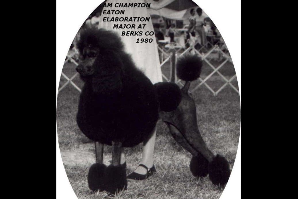 STANDARD POODLES - CHIC PARENTS breeder image 8