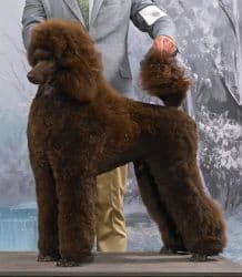 STANDARD POODLES - CHIC PARENTS breeder image 10
