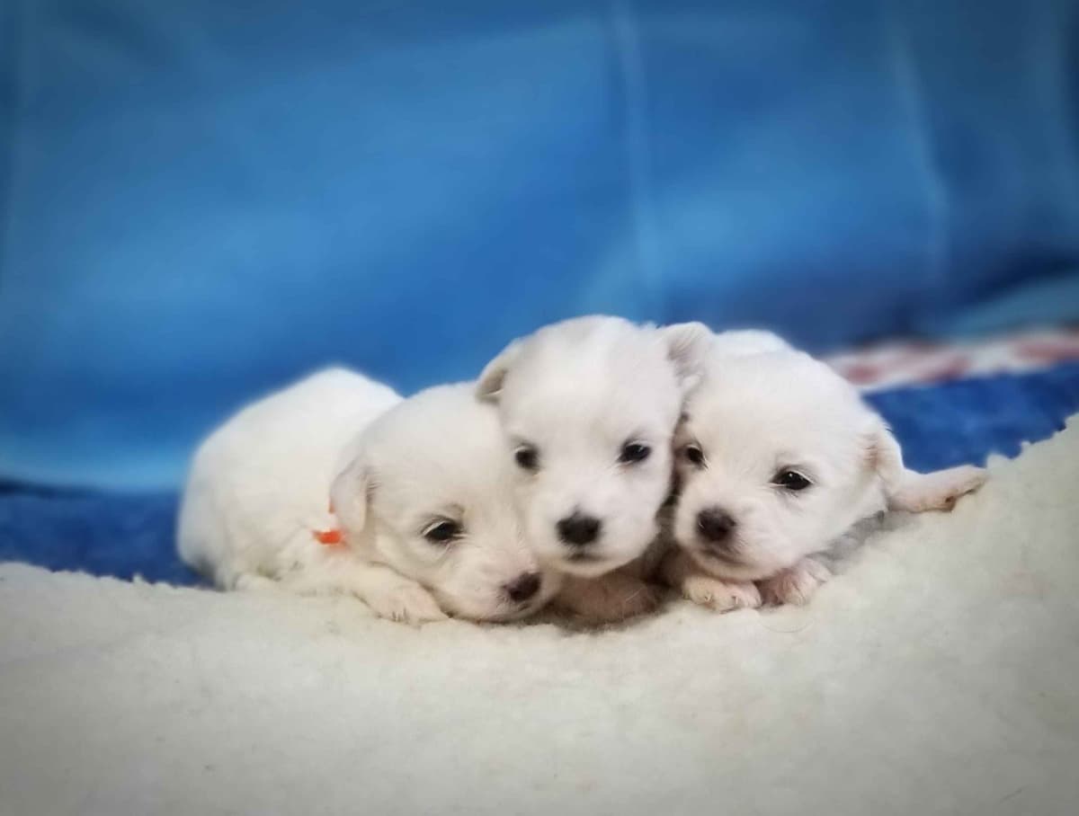 Coton de Tulear Puppies Available breeder image 4