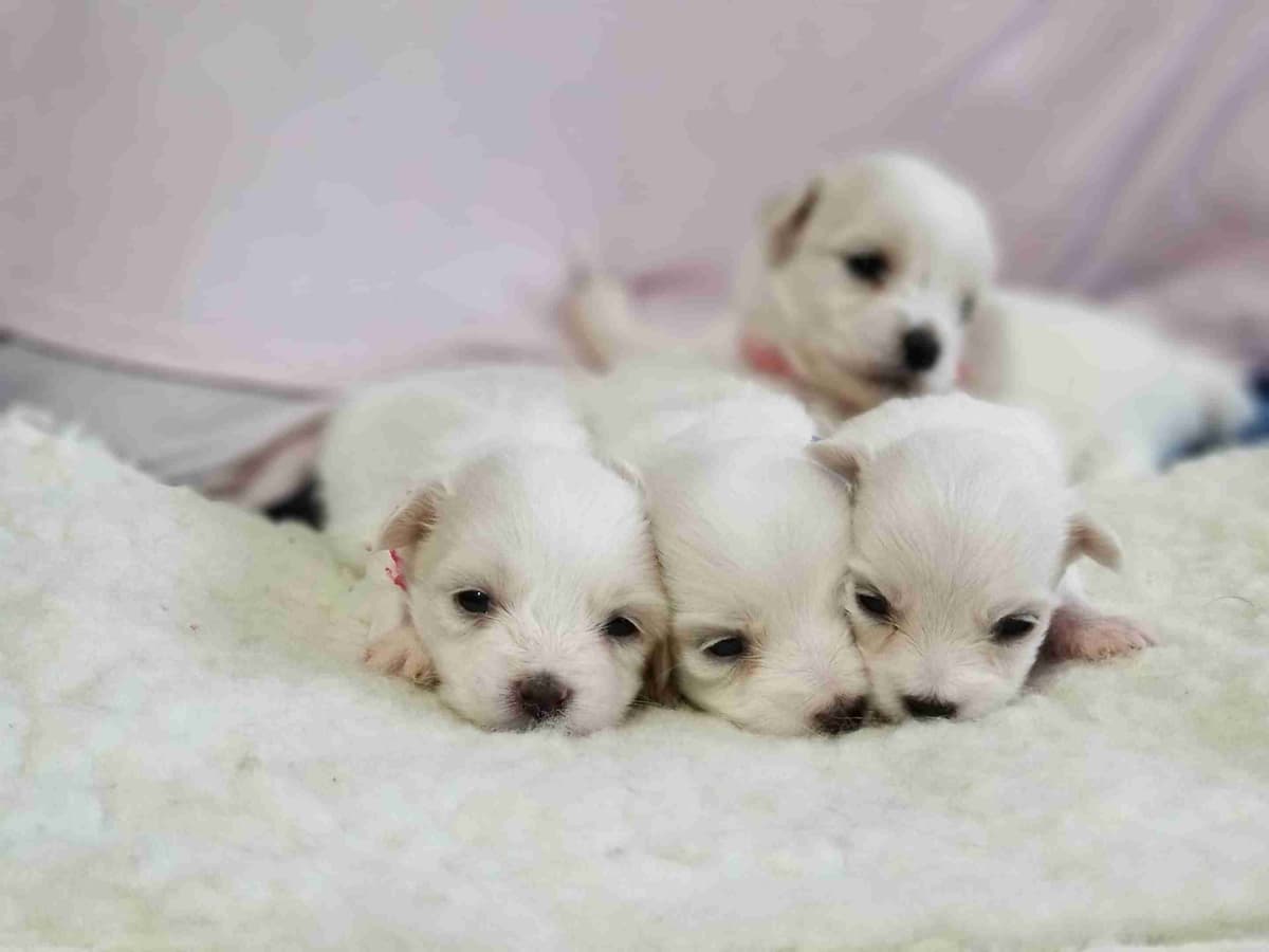 Coton de Tulear Puppies Available breeder image 10