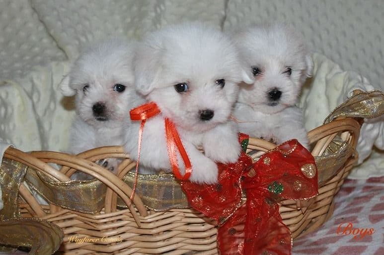 Coton de Tulear Puppies Available breeder image 6