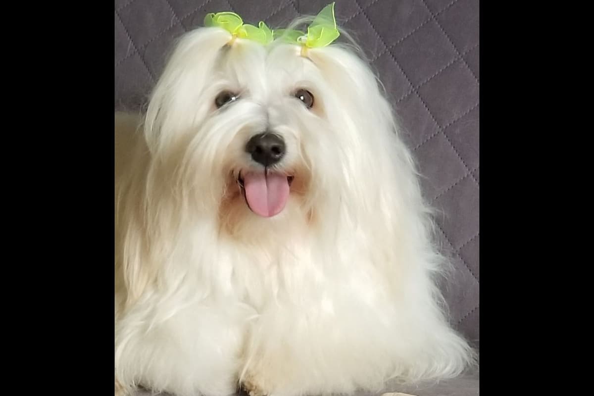 Coton de Tulear Puppies Available breeder image 9