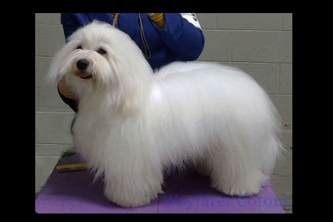 Coton de Tulear Puppies Available breeder image 1
