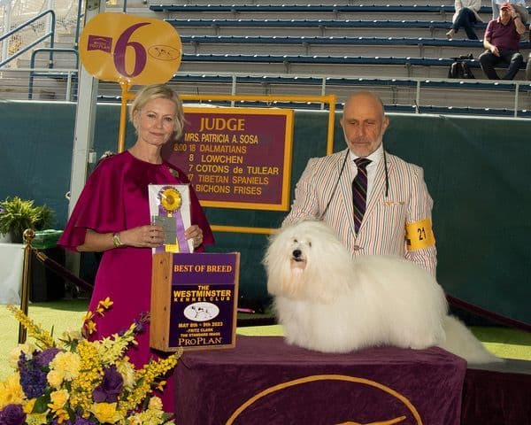 Coton de Tulear Puppies Available breeder image 3