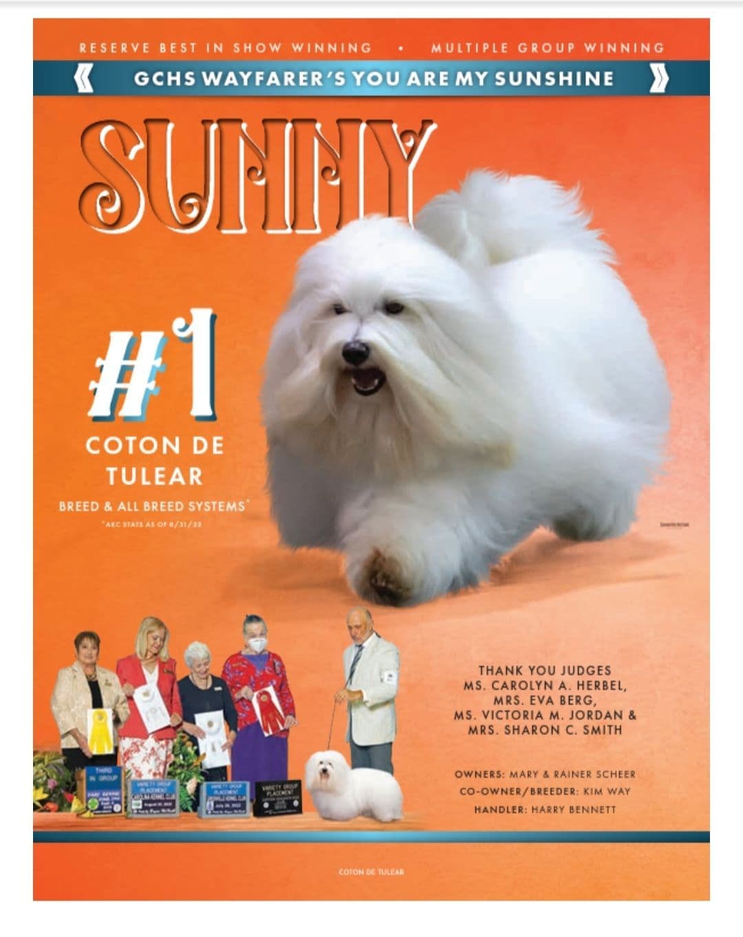 Coton de Tulear Puppies Available breeder image 14