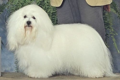 Coton de Tulear Puppies Available breeder image 13