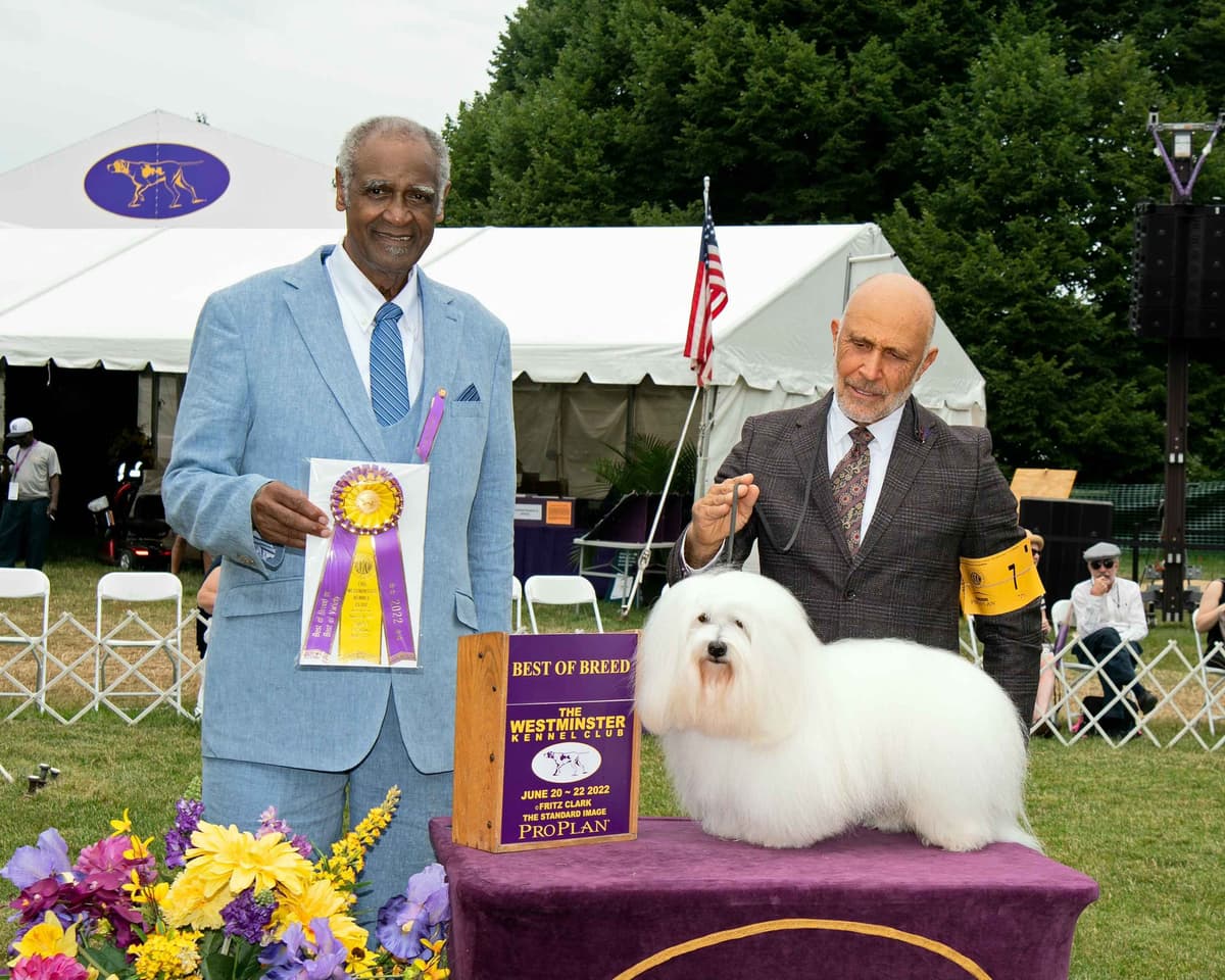 Coton de Tulear Puppies Available breeder image 5