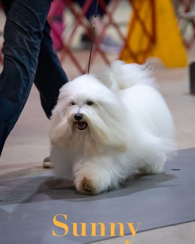 Coton de Tulear Puppies Available breeder image 11