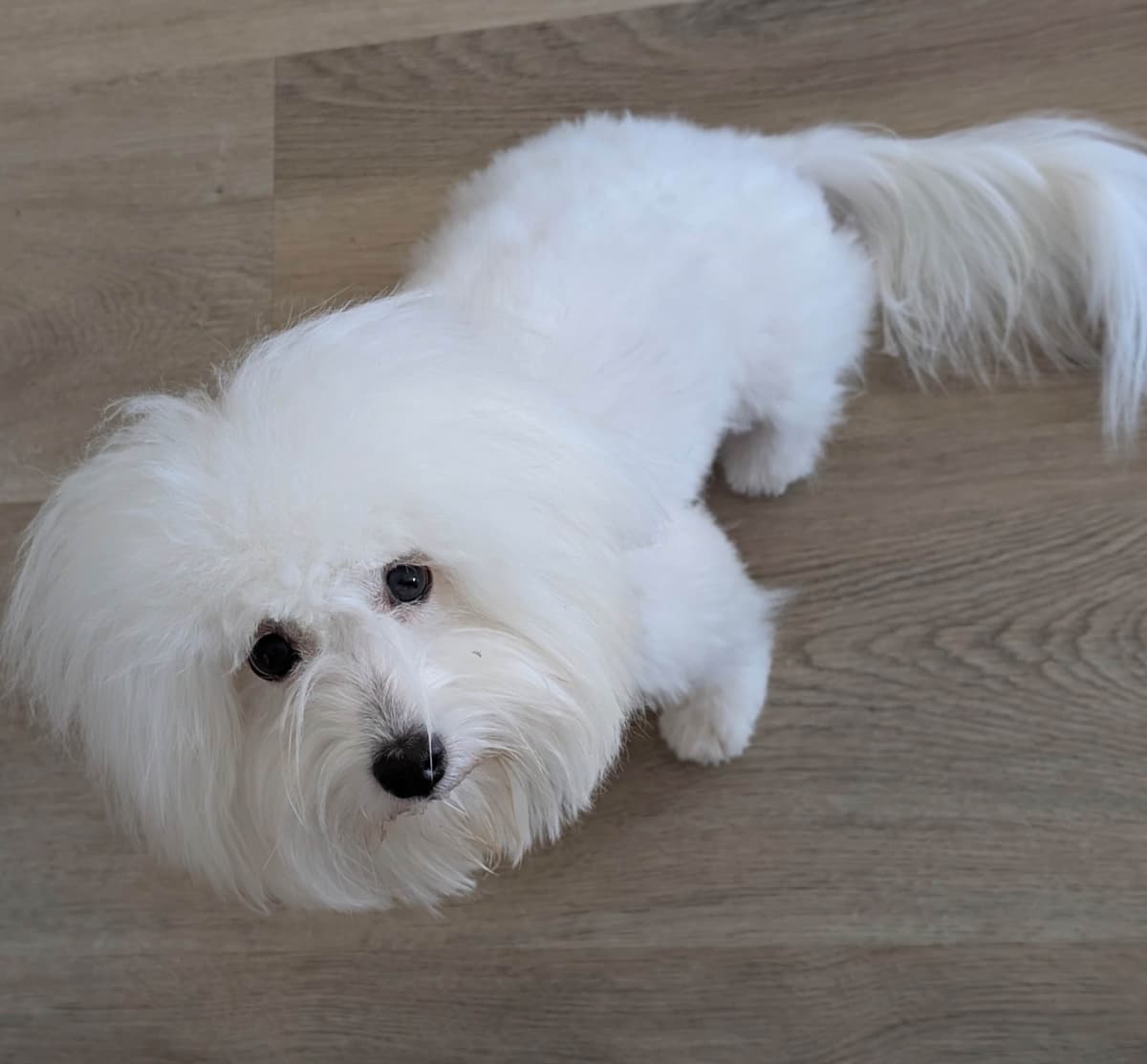 Coton de Tulear Puppies Available breeder image 12