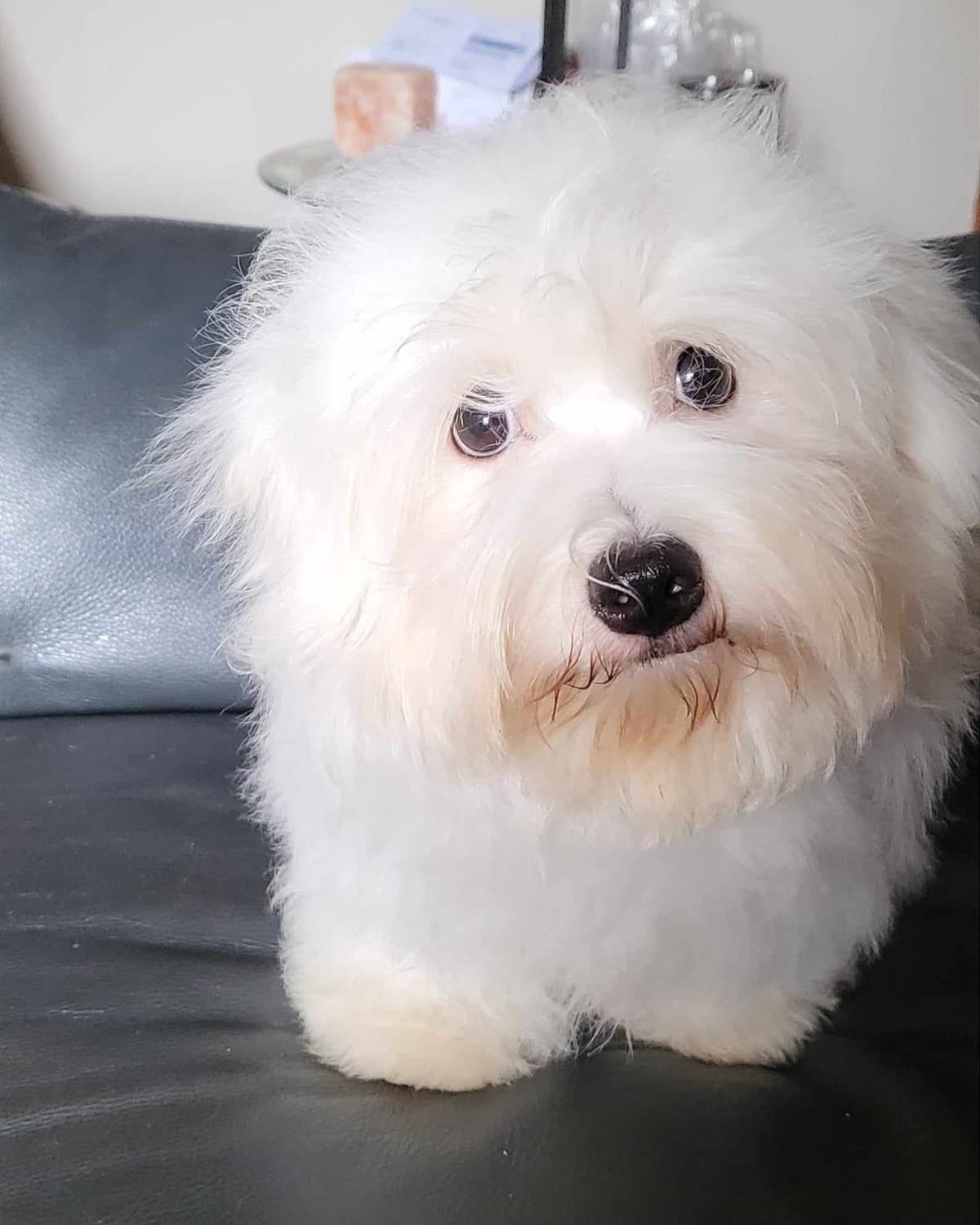 Coton de Tulear Puppies Available breeder image 8