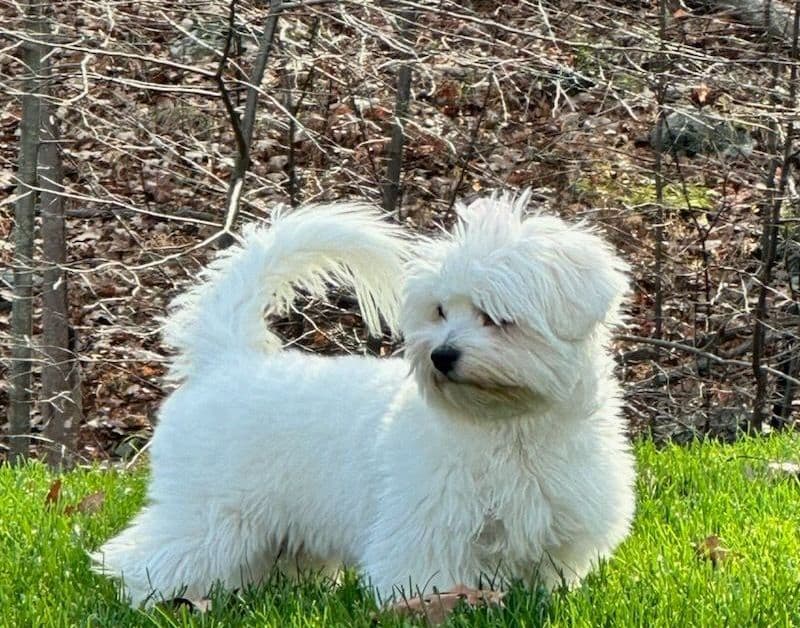Coton de Tulear Puppies Available breeder image 16