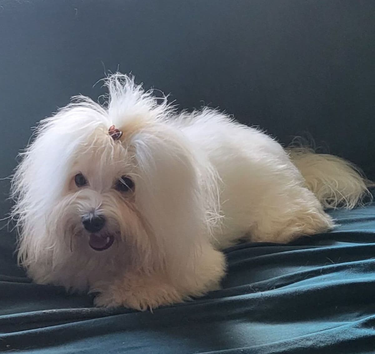 Coton de Tulear Puppies Available breeder image 7