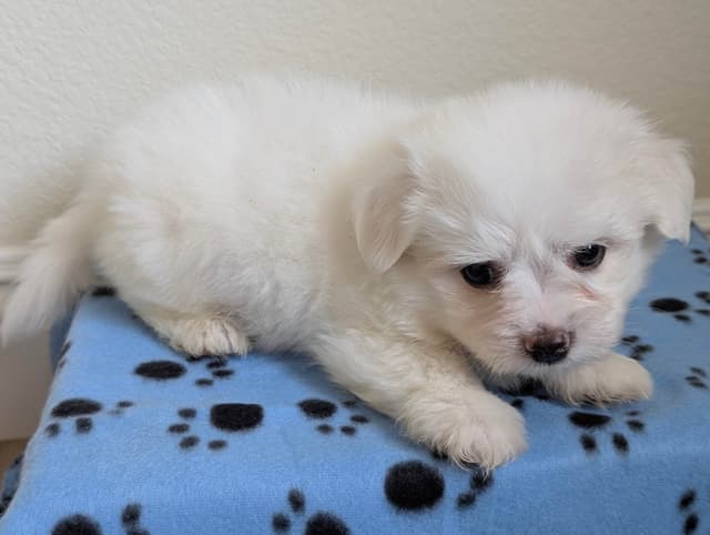 Coton de Tulear Puppies Available media 5