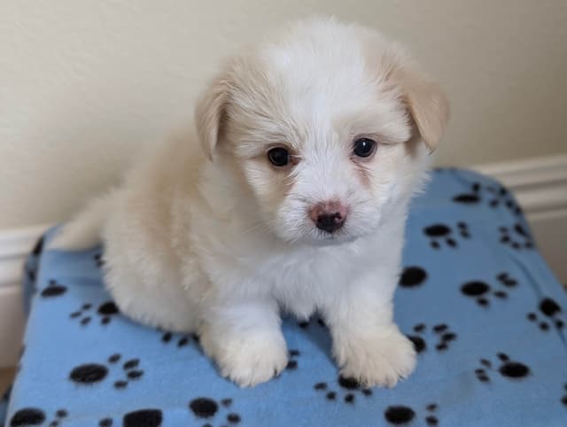 Coton de Tulear Puppies Available media 7