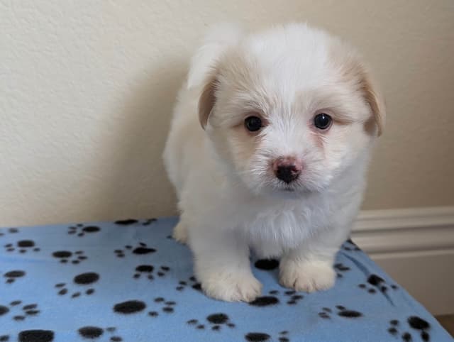 Coton de Tulear Puppies Available media 8