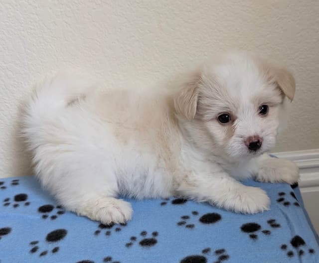 Coton de Tulear Puppies Available media 9